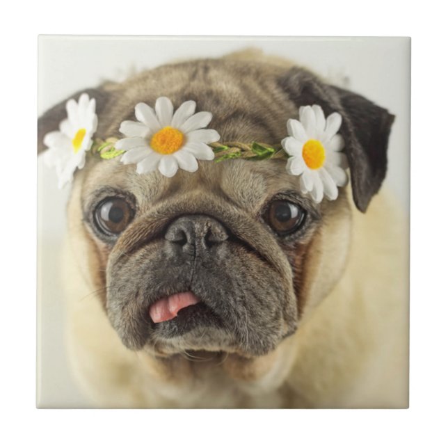 Pug with Daisy Crown Ceramic Tile (Front)