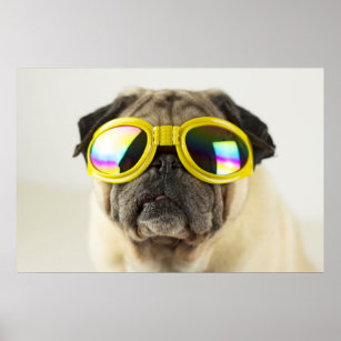 Poster pug with sunglasses. 