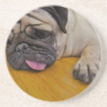 Pug with One Too Many Coasters