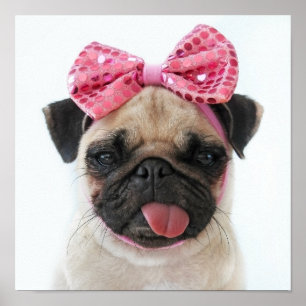 Pug with Pink Bow Poster