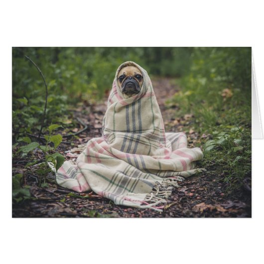 Pug wrapped in a blanket cards (Front Horizontal)