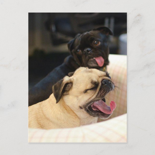 Pug Yawn Postcard (Front)