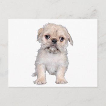 "pug-zu" Postcard by mein_irish_terrier at Zazzle