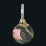 Pugalicious Pet Name Tag<br><div class="desc">Pug dog licking his chops.</div>