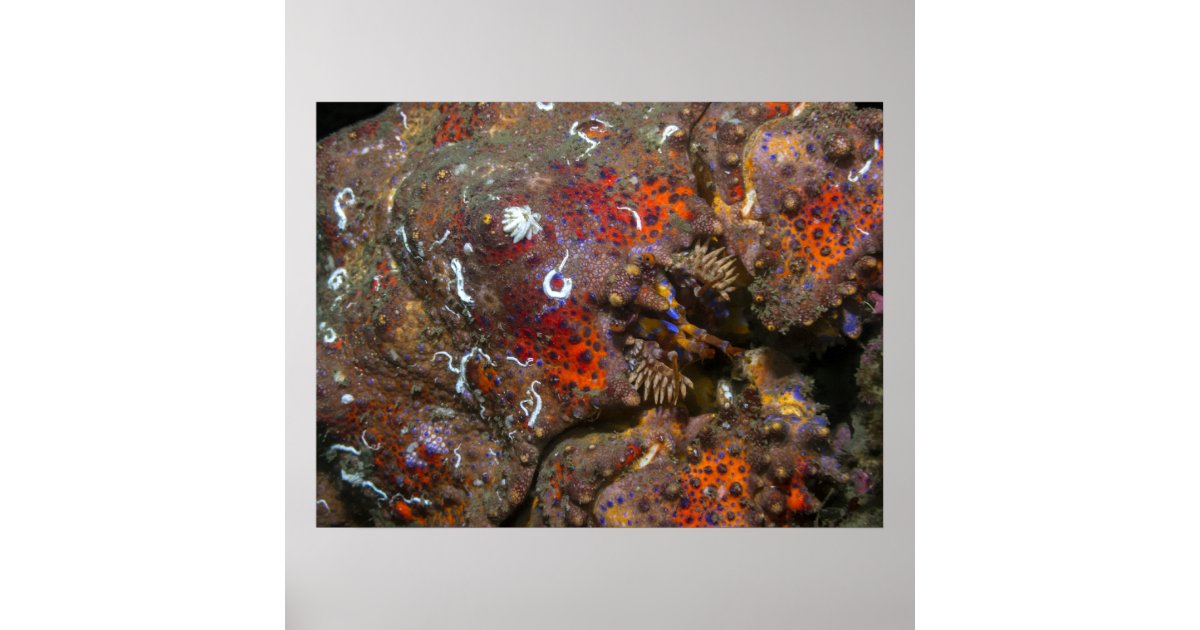 Puget Sound King Crab Poster | Zazzle