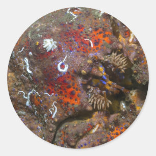 Puget Sound King Crab Sticker