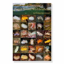 Puget Sound Nudibranch Poster on foamboard 18x24