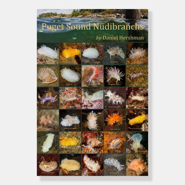 Puget Sound Nudibranch Poster on foamboard 18x24 (Front)