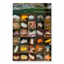 Puget Sound Nudibranchs 12x18