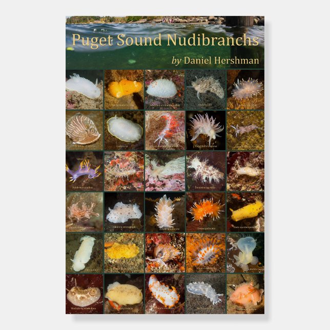 Puget Sound Nudibranchs 12x18 Foam Board (Front)