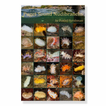 Puget Sound Nudibranchs 20x30