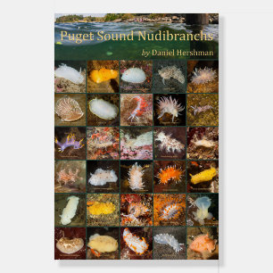 Puget Sound Nudibranchs 20x30 Foam Board