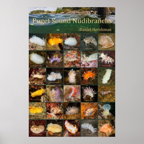 Puget Sound Nudibranchs Poster