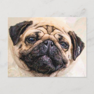 Pugged Postcard
