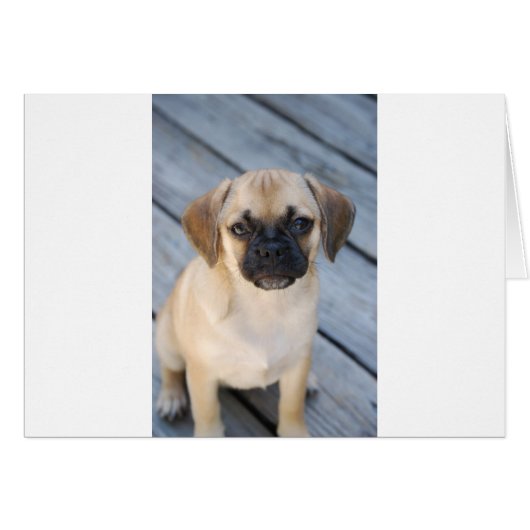 Puggle Cards (Front Horizontal)