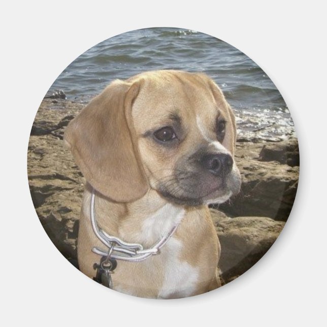 Puggle Magnet (Front)