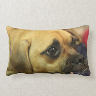 Puggle pillow