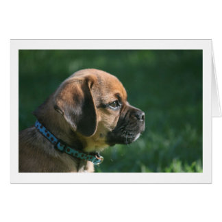 puggle profile cards