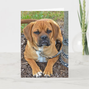 Puggle Pup Card