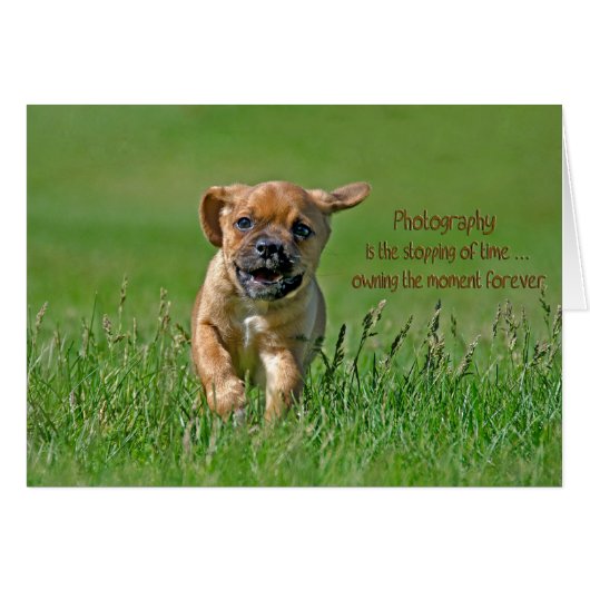 Puggle Pup Cards (Front Horizontal)