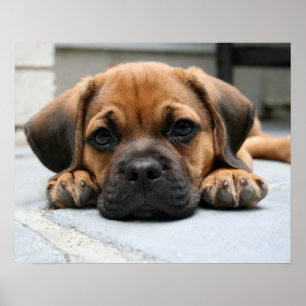 puggle puppy poster