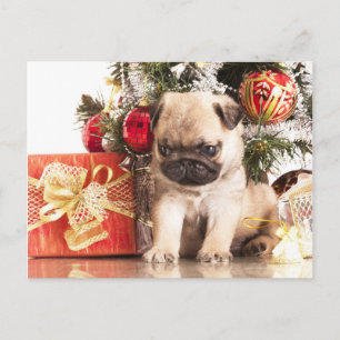 Pugs and Christmas gifts Holiday Postcard