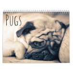 Pugs Calendar at Zazzle