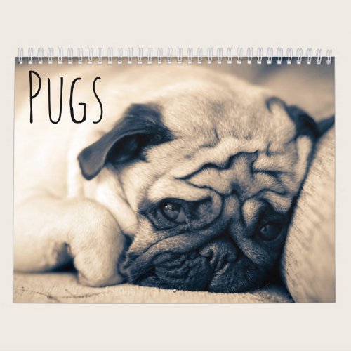 Pugs Calendar Pugs Calendar