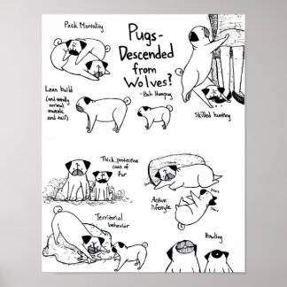 Pugs Descended From Wolves? Poster