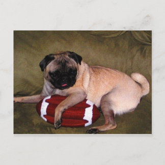 Pugs Love Football! Postcard