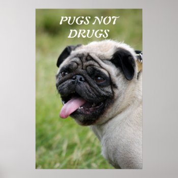 Pugs Not Drugs Cute Pug Photo Poster  Print by roughcollie at Zazzle