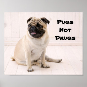 Pugs Not Drugs Poster
