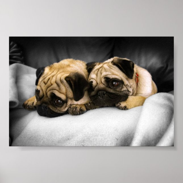 Pugs Poster (Front)