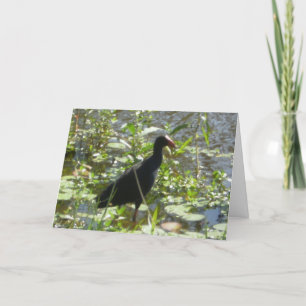 Pukeko Birthday Card