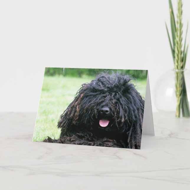 Puli Dog  Greeting Cards (Front)