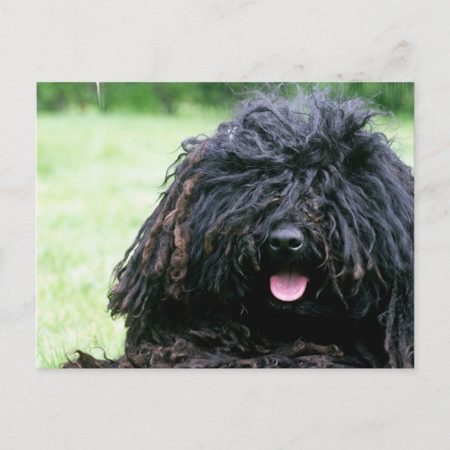 Puli Dog  Postcard (Front)