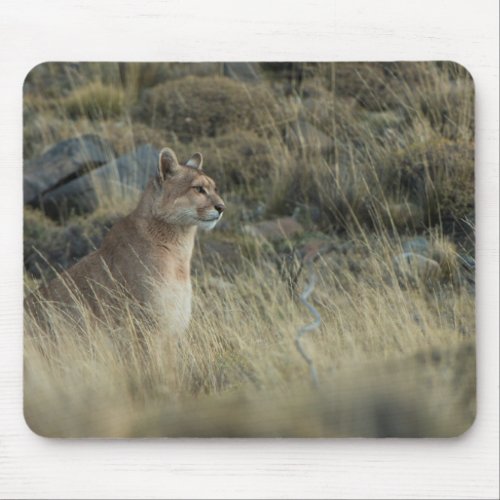 Puma Blends into the Land Mouse Pad