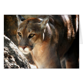 PUMA CARDS