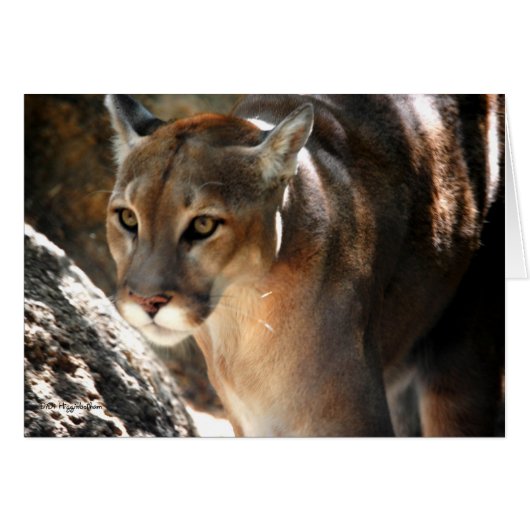 PUMA CARDS (Front Horizontal)