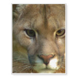 Puma Cat Temporary Tattoos