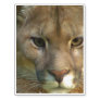 Puma Cat Temporary Tattoos
