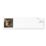 Puma Cats Bumper Sticker