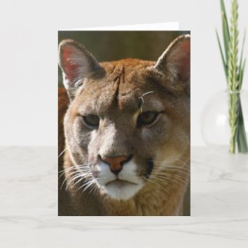 Puma Cats Greeting Card by WildlifeAnimals at Zazzle