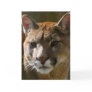 Puma Cats Greeting Card