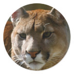 Puma Cats Stickers