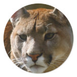 Puma Cats Stickers