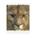 Puma Mountain Cat Postcard
