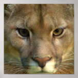 Puma Mountain Cat Poster Print