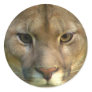 Puma Mountain Cat Stickers