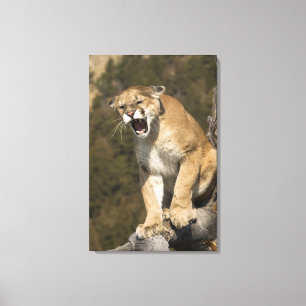 Puma or mountain lion, puma concolor, Captive - Canvas Print